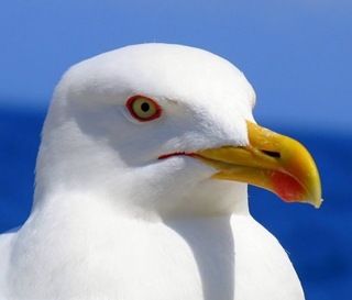 seagull
