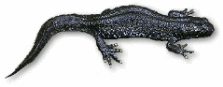 vattensalamander