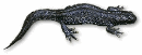 vattensalamander