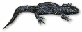 vattensalamander_thumb.gif