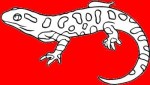 salamander2.jpg