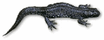 vattensalamander
