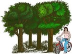 skog_cykla_thumb.jpg