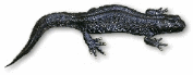 vattensalamander