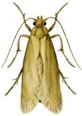 mal2