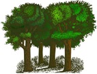 skog2