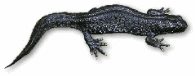 vattensalamander