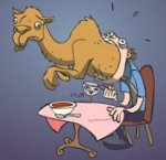 silamygg_svaljakamel