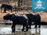 elefanter_botswana