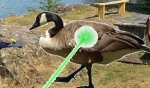 kanadagas_skracklan_greenlaser