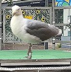 Gagatuscenen_fiskmas