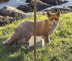 rav_skracklan_fox